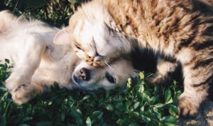 Ahora los pet parents neoleoneses podrán brindar a sus mascotas un alimento que cubre sus necesidades nutritivas