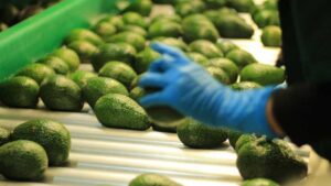 Los Aguacates de México conquistan EE.UU   con un gran año de exportación 